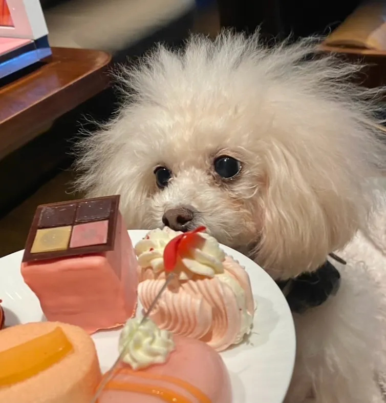 shu uemura